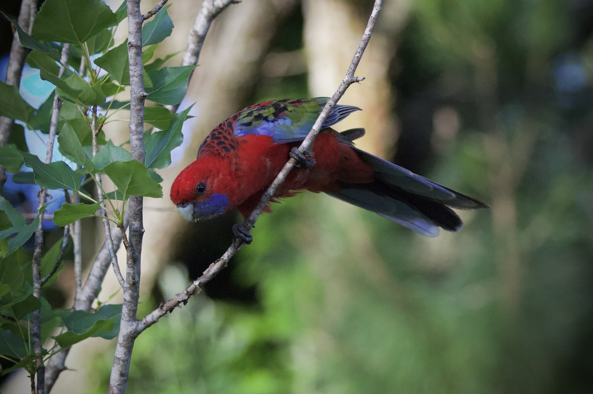Crimson Rosella (Crimson) - ML645877888
