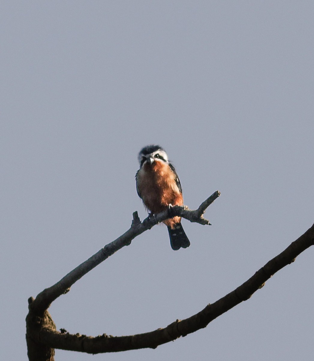 Collared Falconet - ML645877889