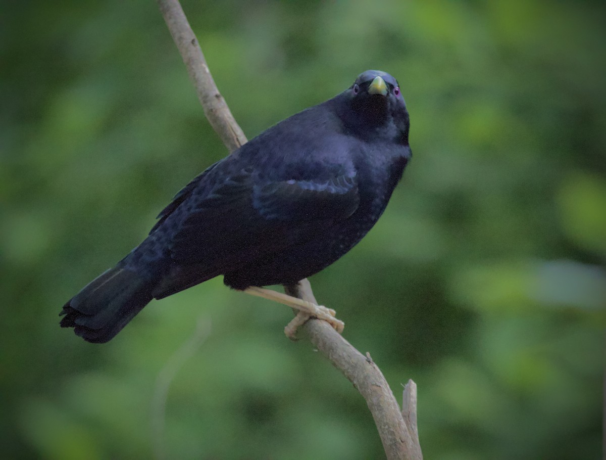 Satin Bowerbird - ML645877890