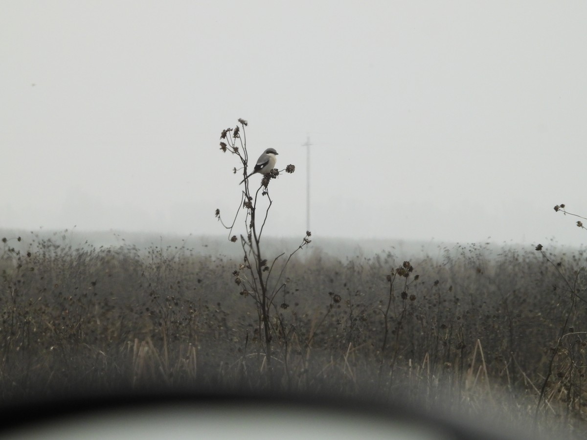 Loggerhead Shrike - ML645877892