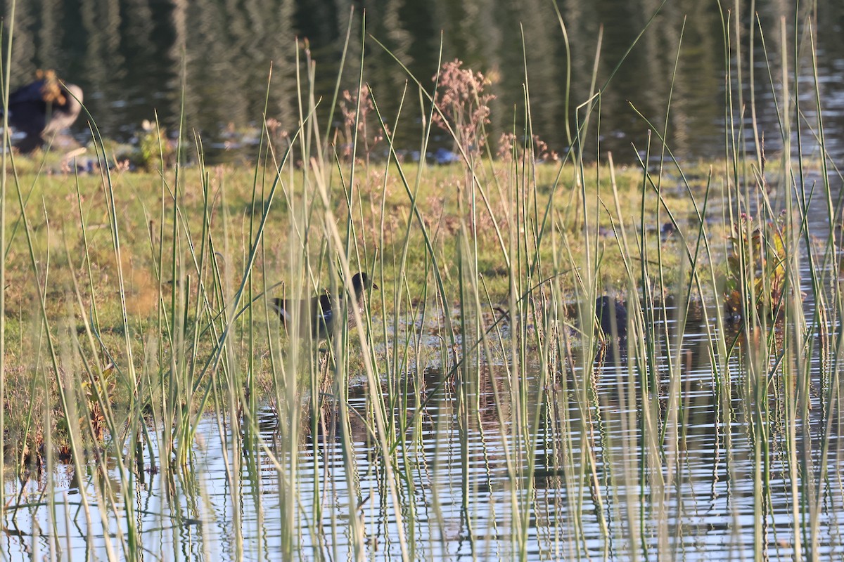 Common Gallinule - ML645877893