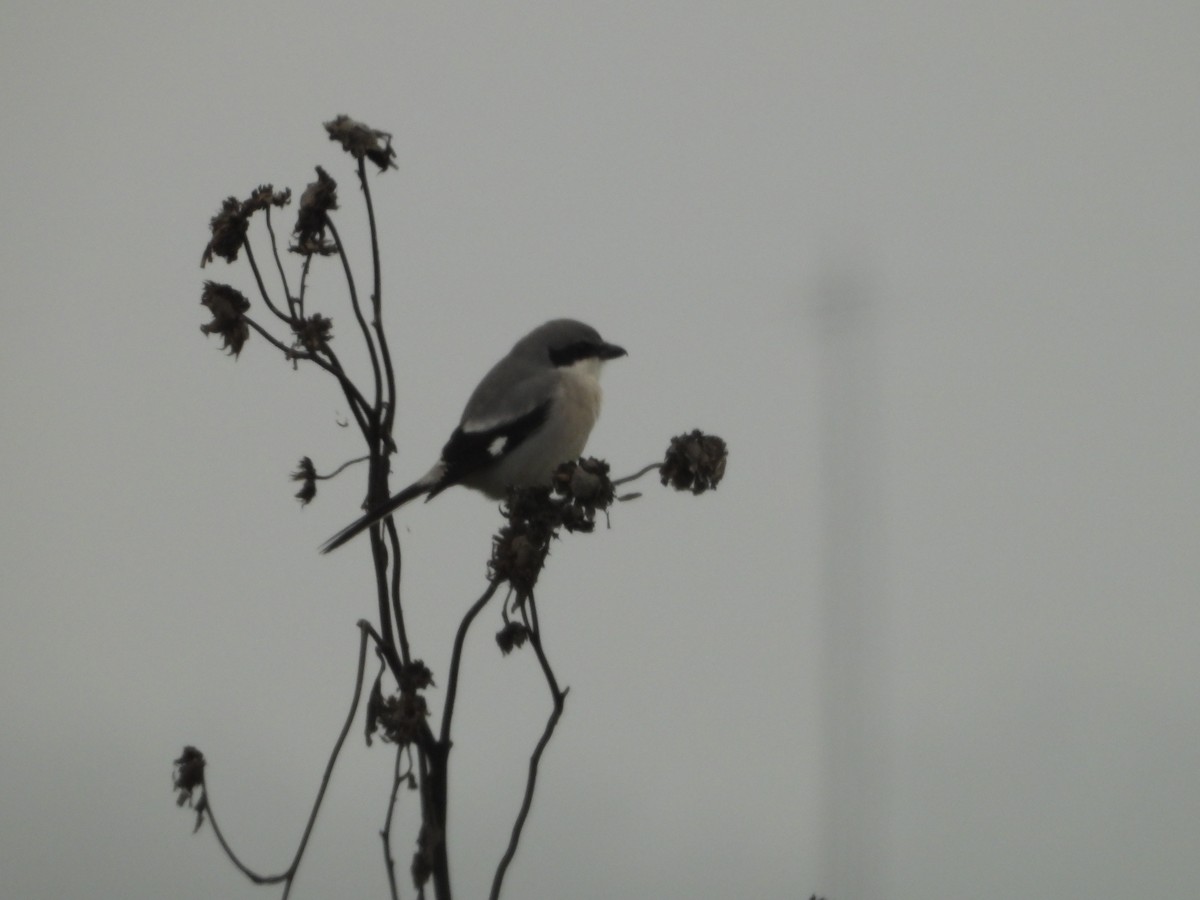 Loggerhead Shrike - ML645877894