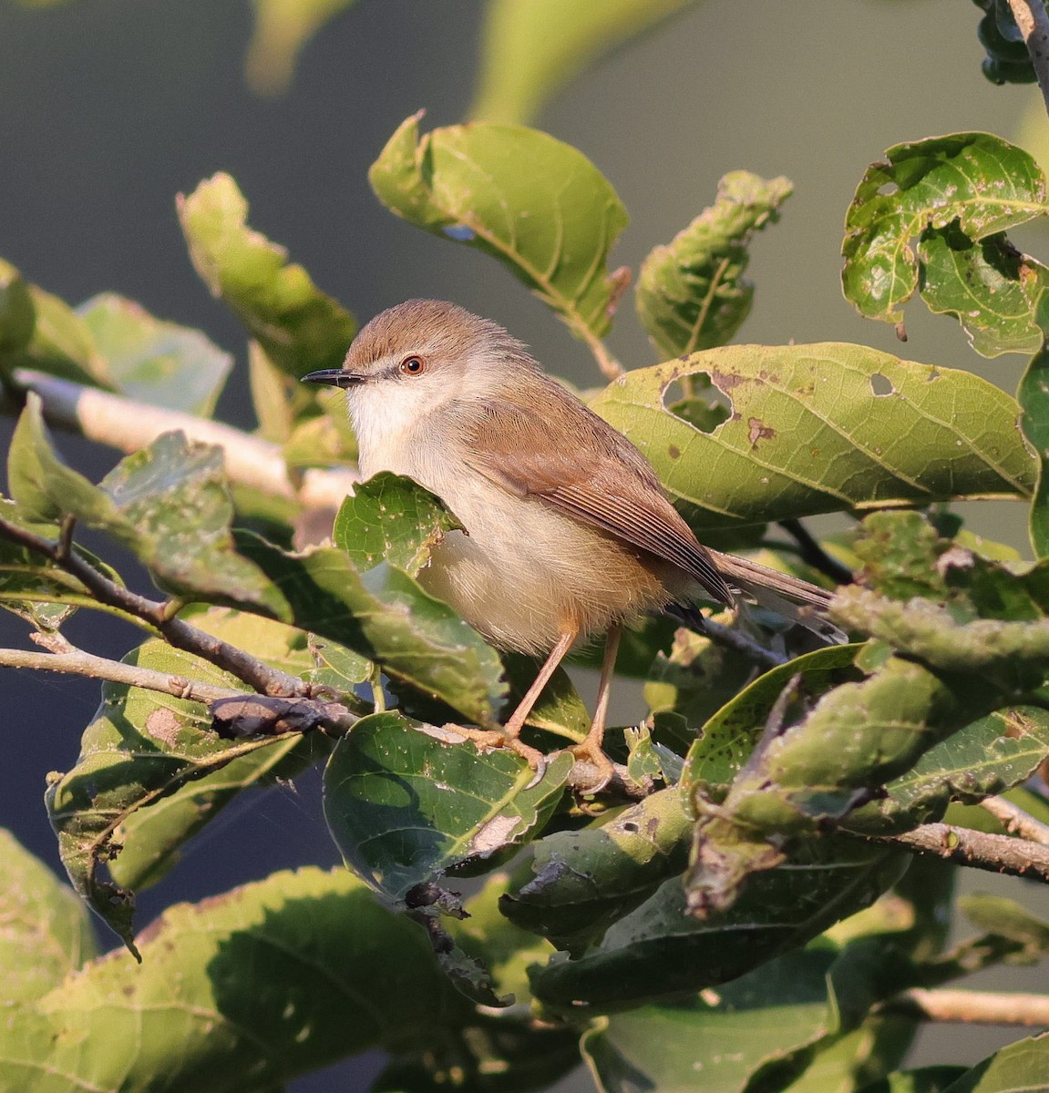 Gray-breasted Prinia - ML645877895