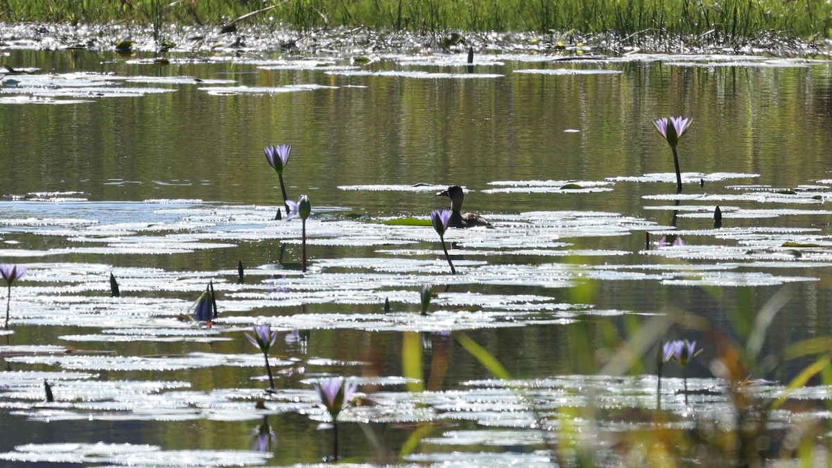 White-backed Duck - ML645877896