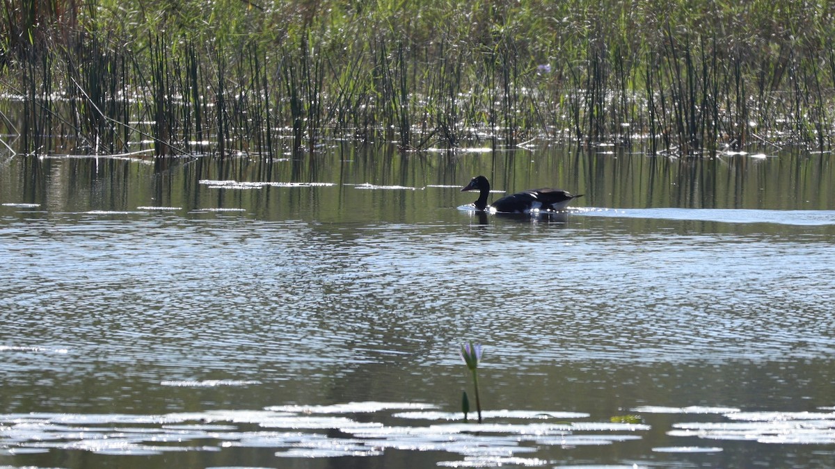 Spur-winged Goose - ML645877897