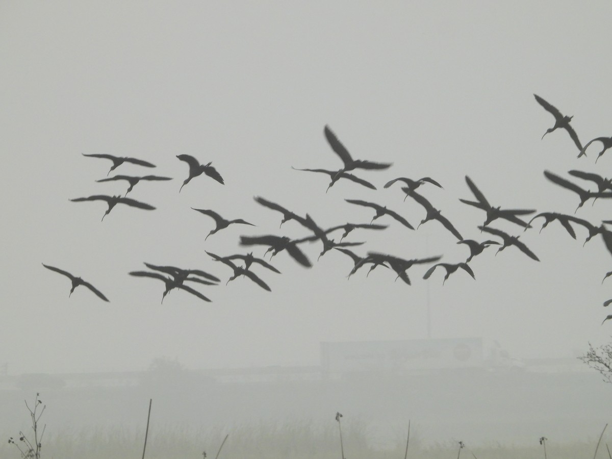 White-faced Ibis - ML645877898