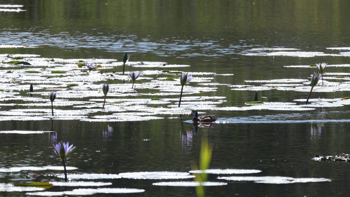 African Pygmy-Goose - ML645877901