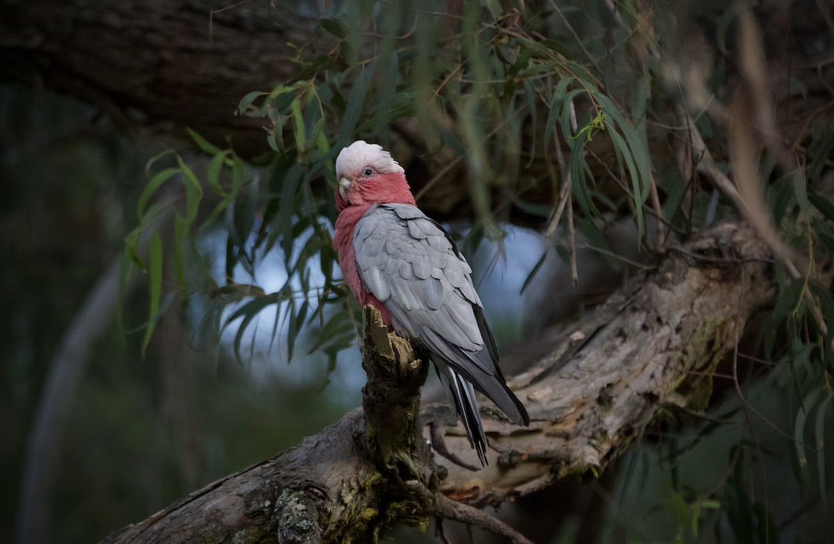 Galah - ML645877907