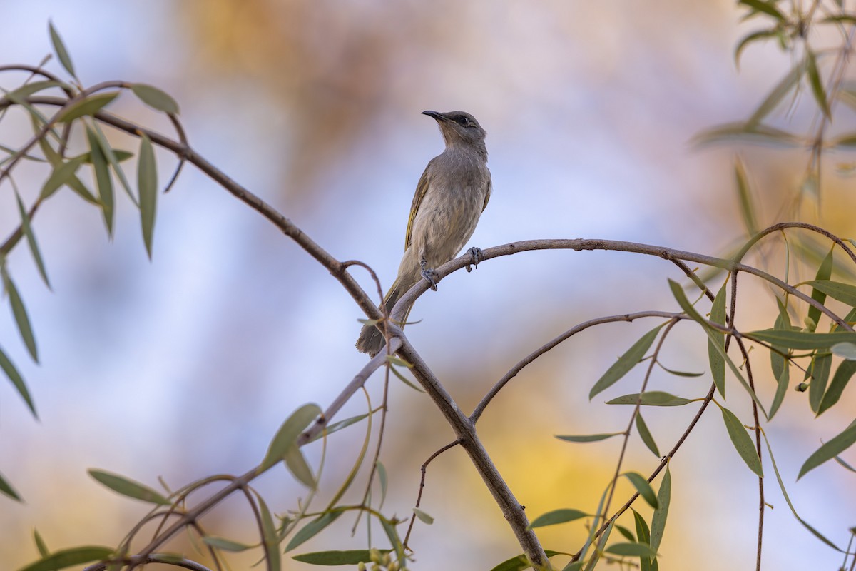 Brown Honeyeater - ML645877909