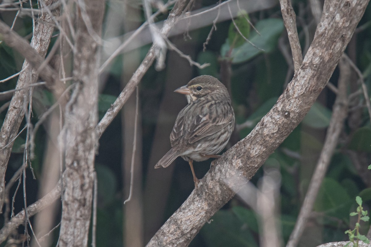 Savannah Sparrow (Large-billed) - ML645877913