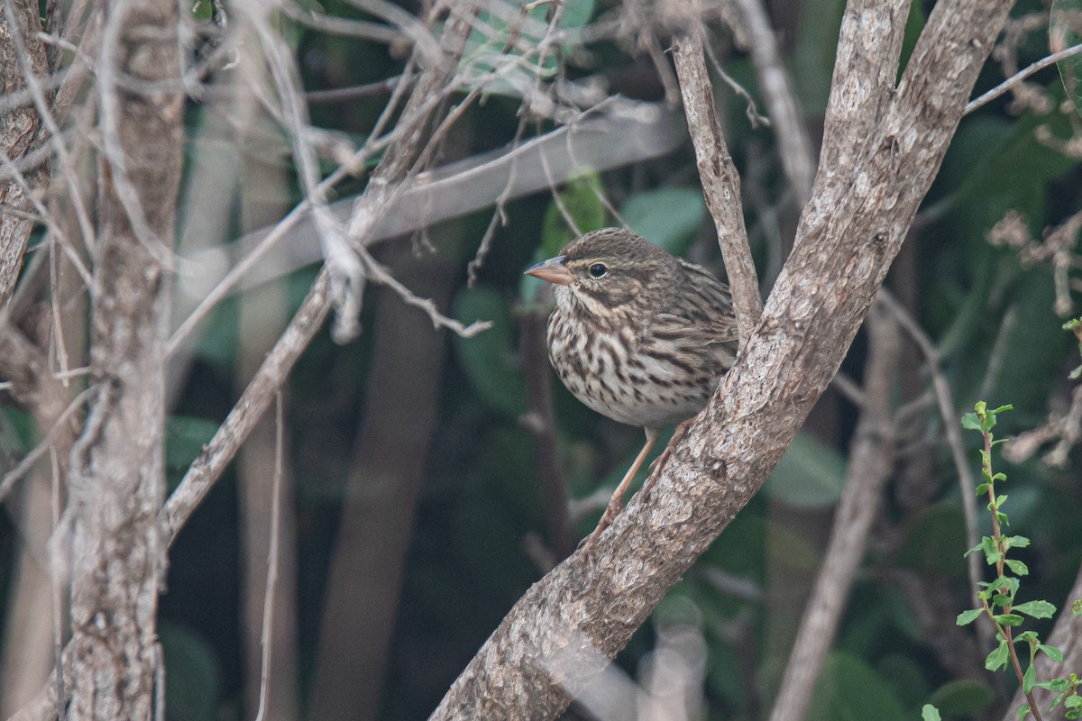 Savannah Sparrow (Large-billed) - ML645877914