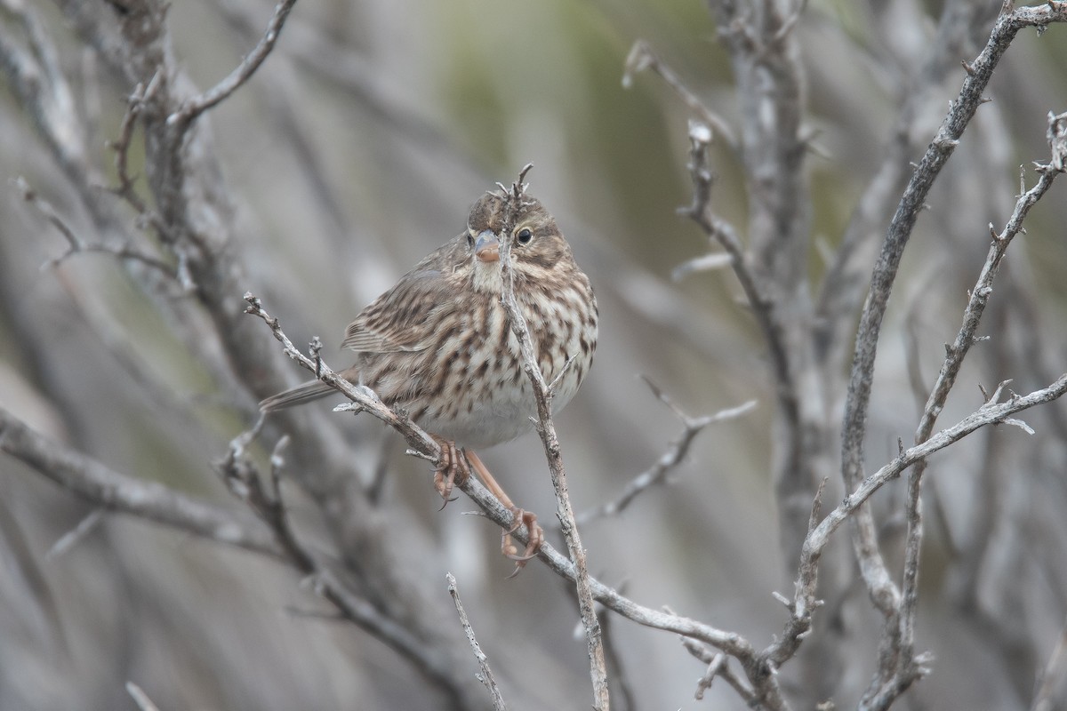 Savannah Sparrow (Large-billed) - ML645877915