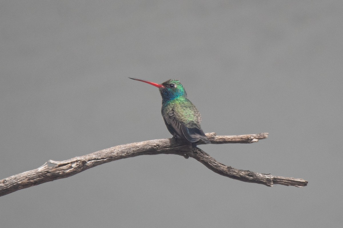 Broad-billed Hummingbird - ML645877929