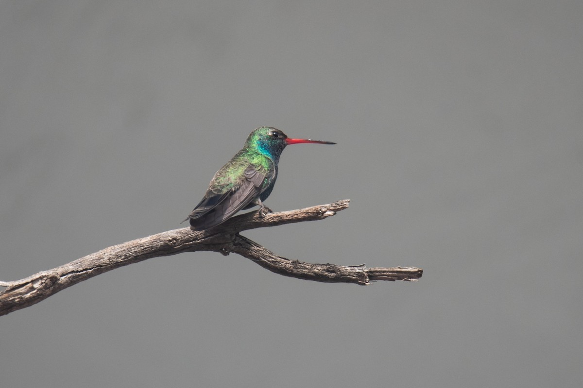 Broad-billed Hummingbird - ML645877930