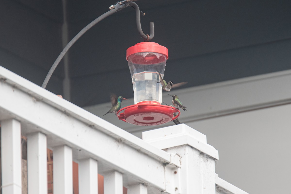 Broad-billed Hummingbird - ML645877932