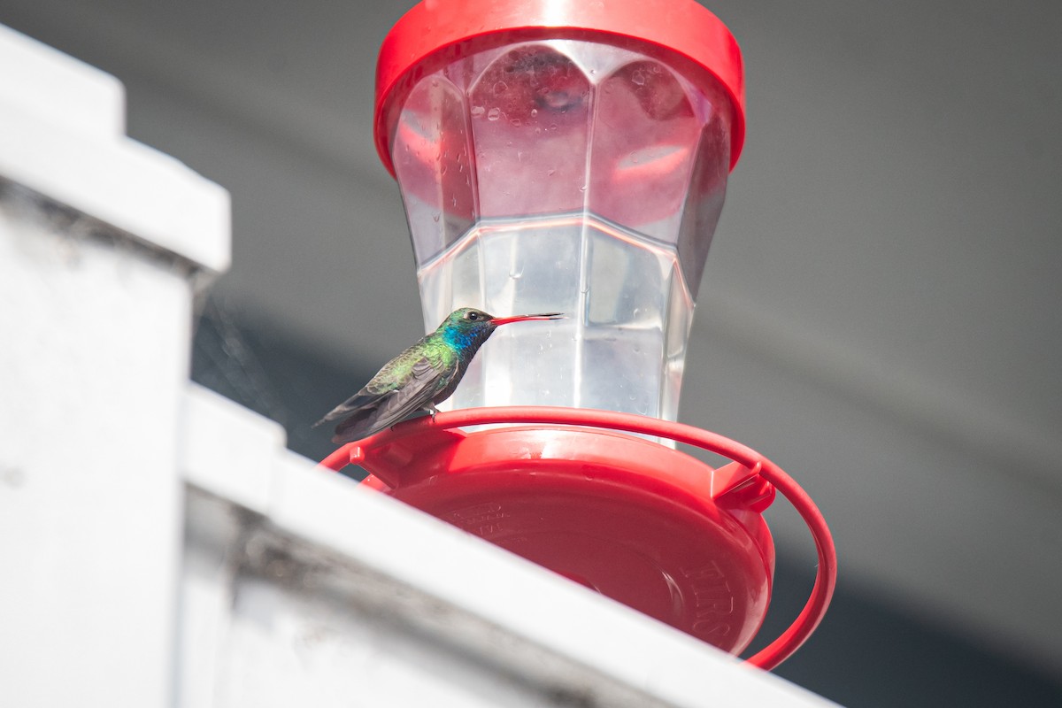 Broad-billed Hummingbird - ML645877933