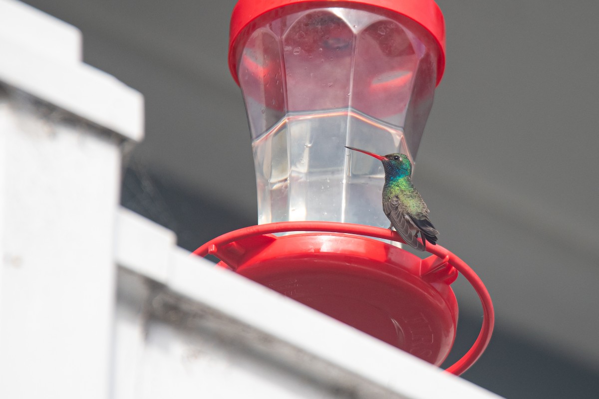 Broad-billed Hummingbird - ML645877934
