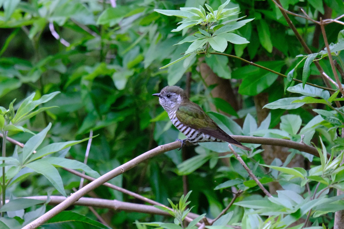 Shining Bronze-Cuckoo - ML645877938