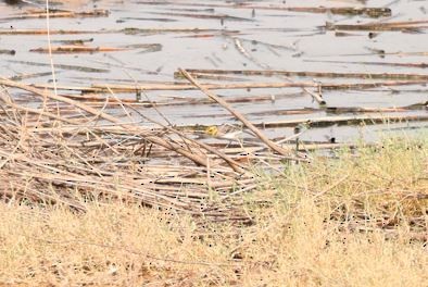 黃頭鶺鴒 - ML645877943