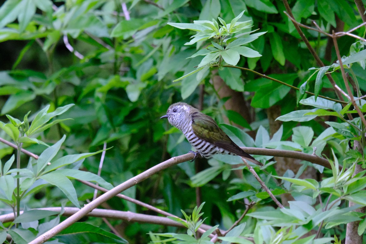 Shining Bronze-Cuckoo - ML645877946