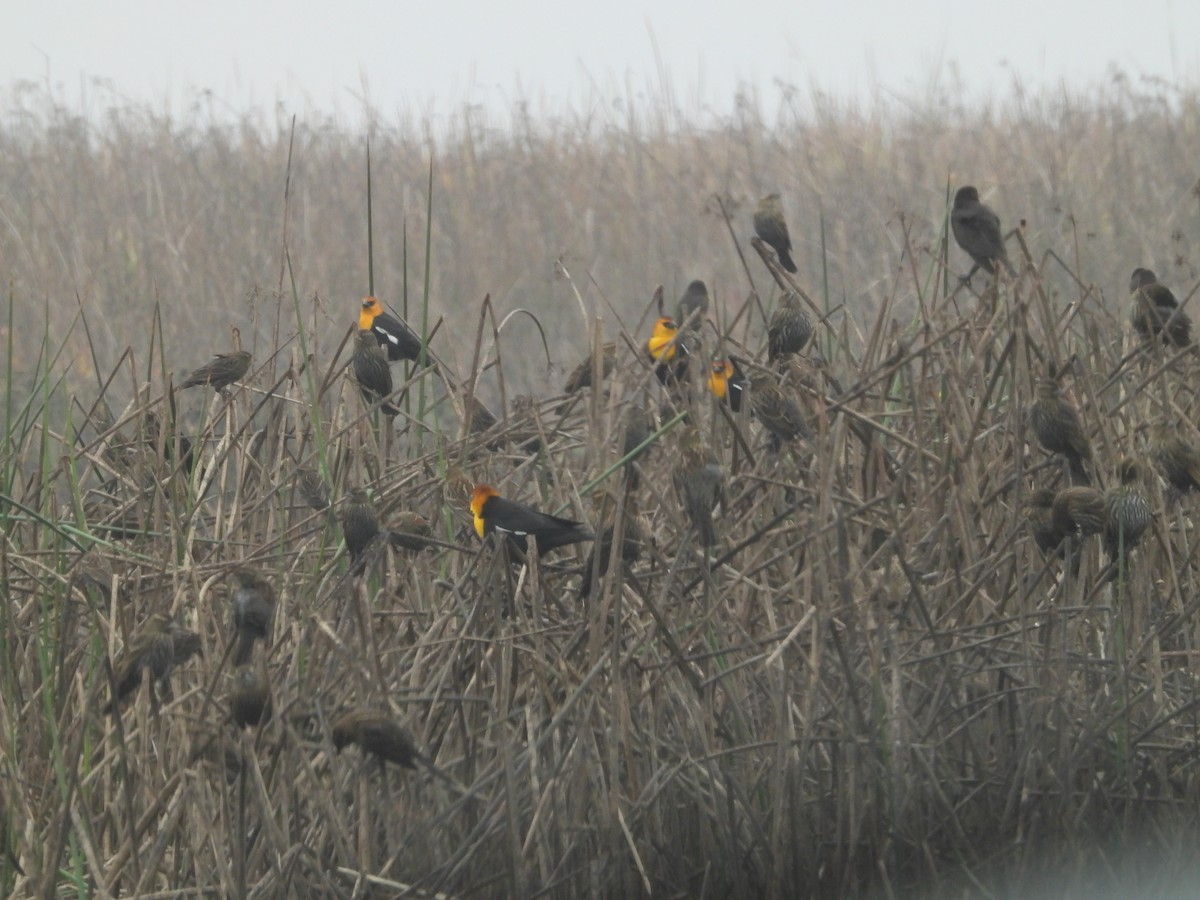 Yellow-headed Blackbird - ML645877948