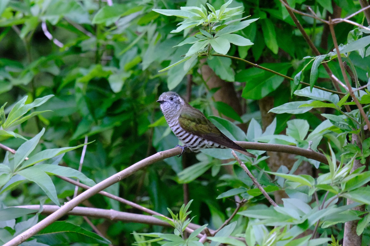 Shining Bronze-Cuckoo - ML645877949