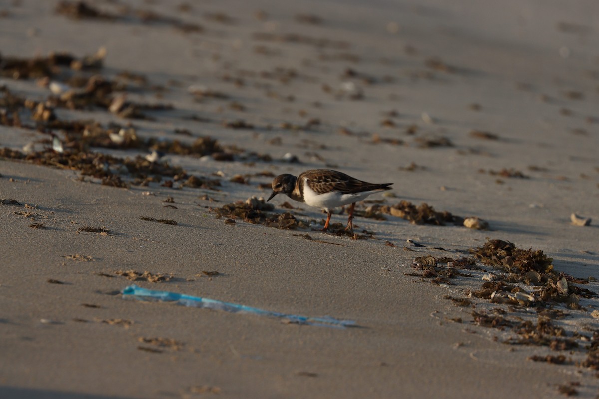 翻石鷸 - ML645877951