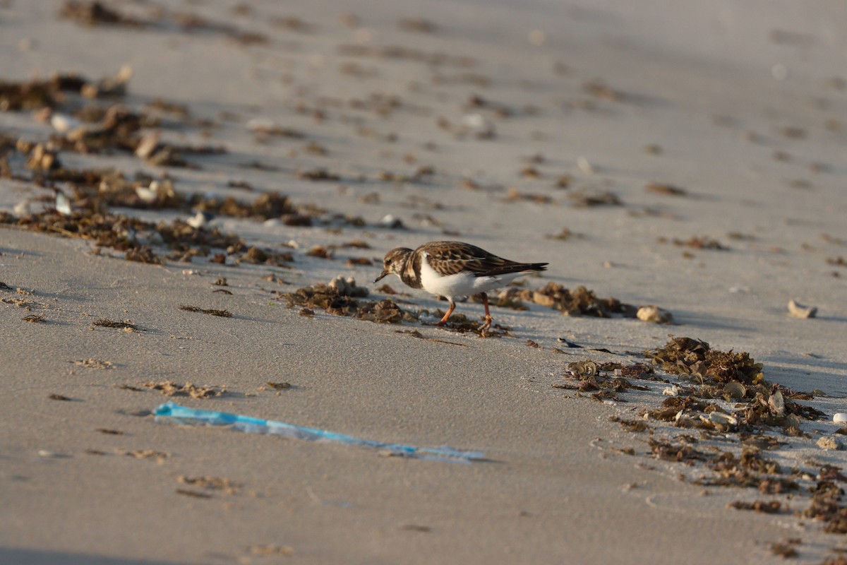 翻石鷸 - ML645877952