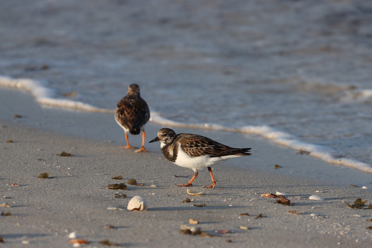 翻石鷸 - ML645877953