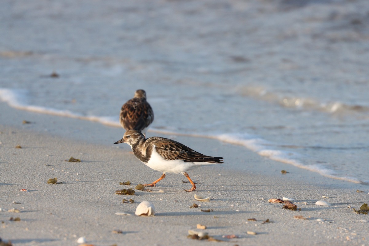 翻石鷸 - ML645877954