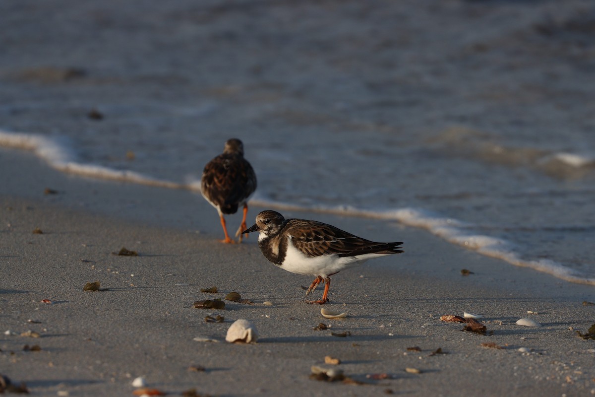 翻石鷸 - ML645877955