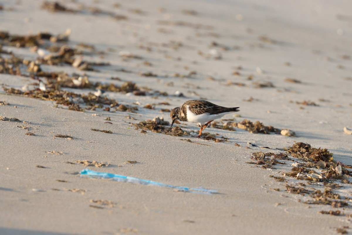 翻石鷸 - ML645877956