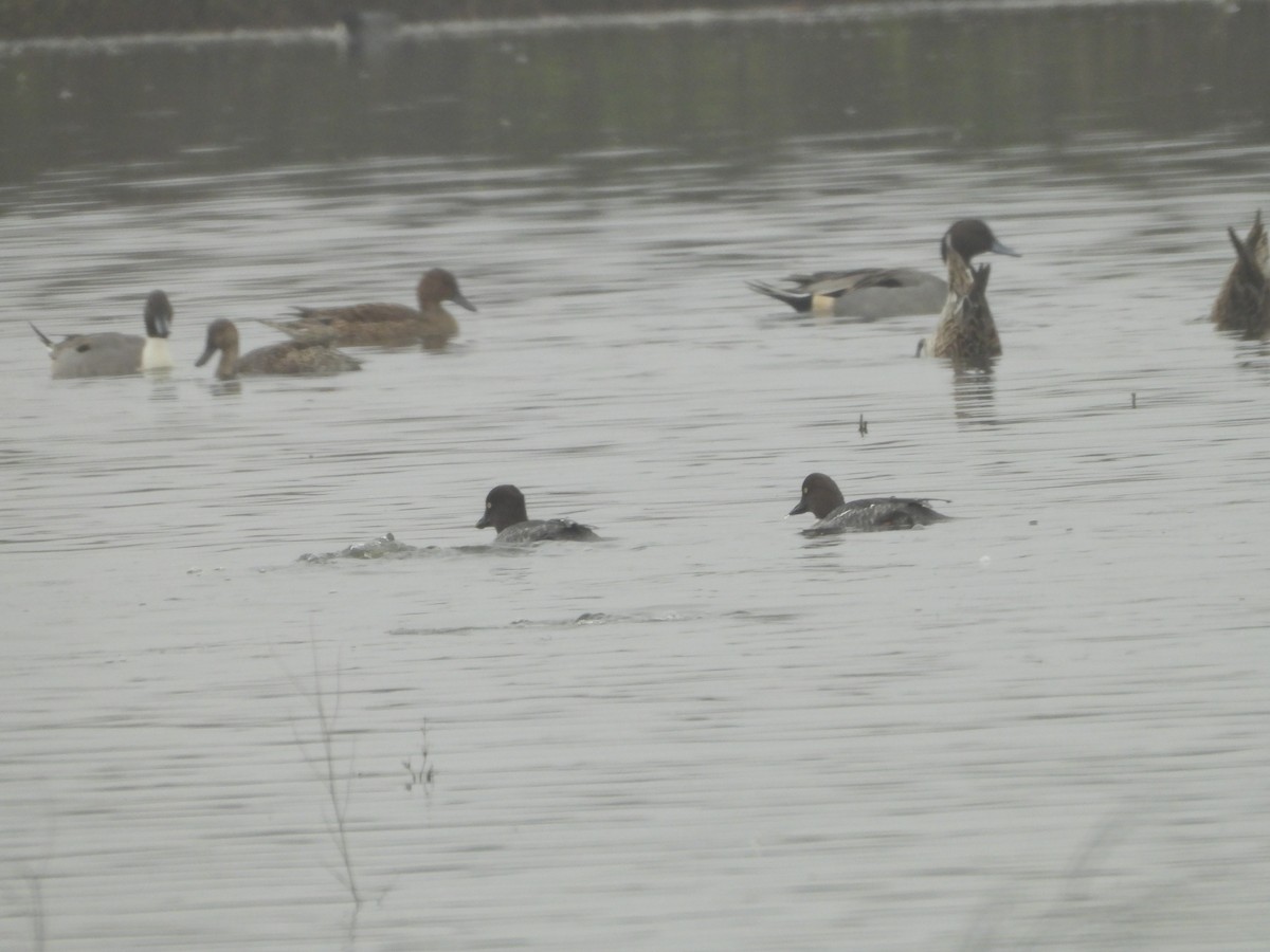 鵲鴨 - ML645877958