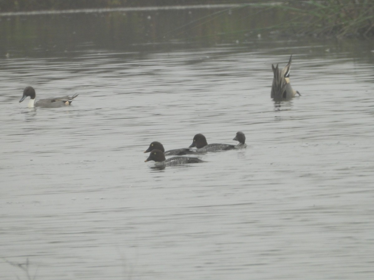 尖尾鴨 - ML645877960