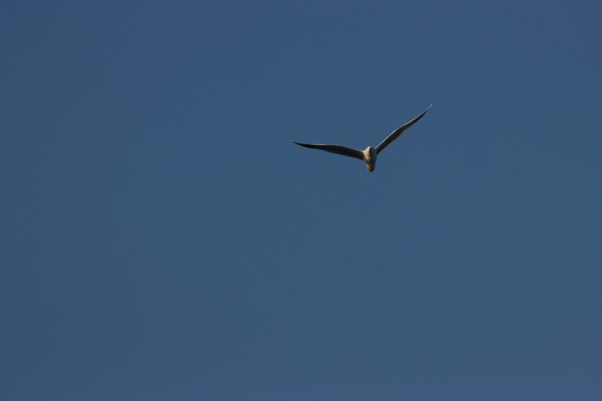 細嘴鷗 - ML645877961