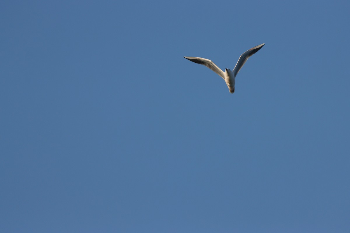 細嘴鷗 - ML645877962