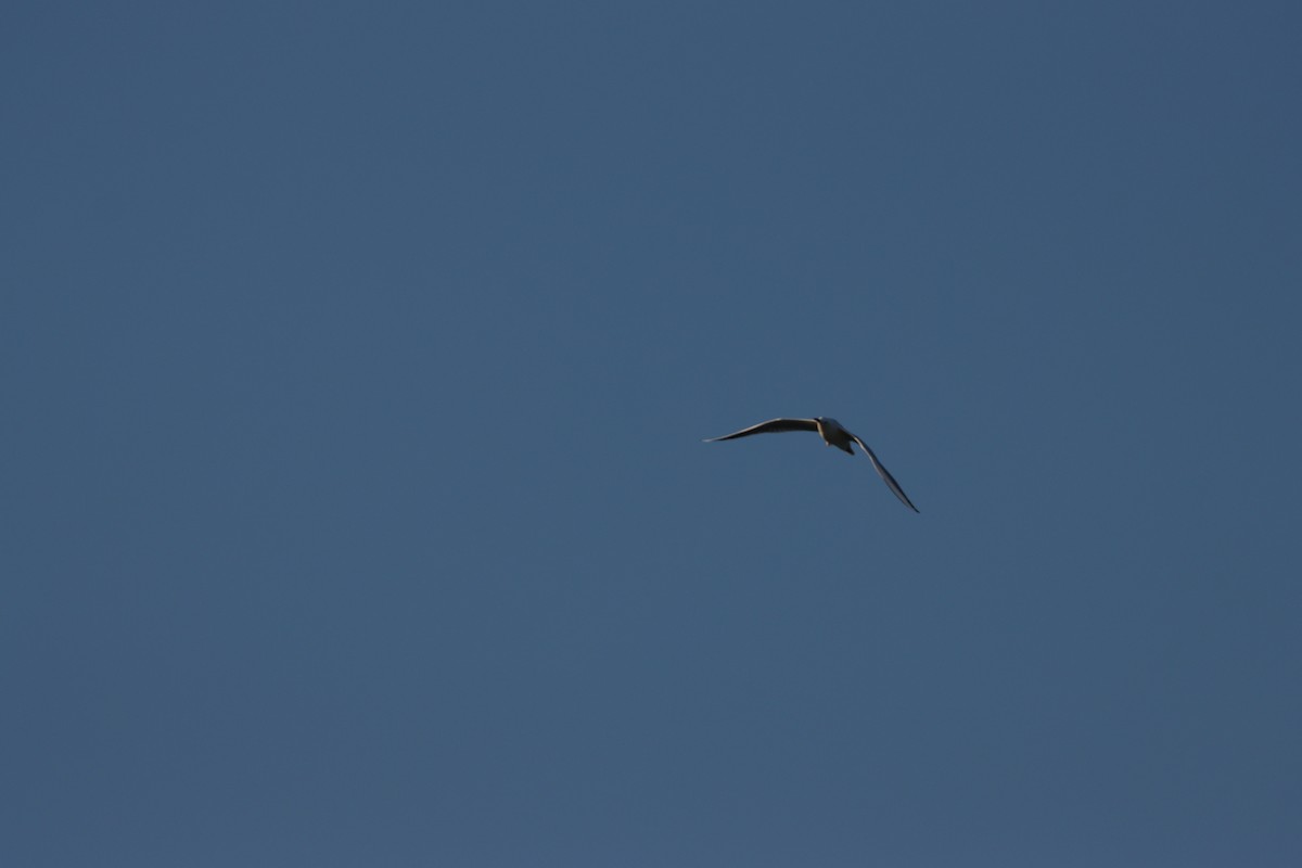 細嘴鷗 - ML645877963