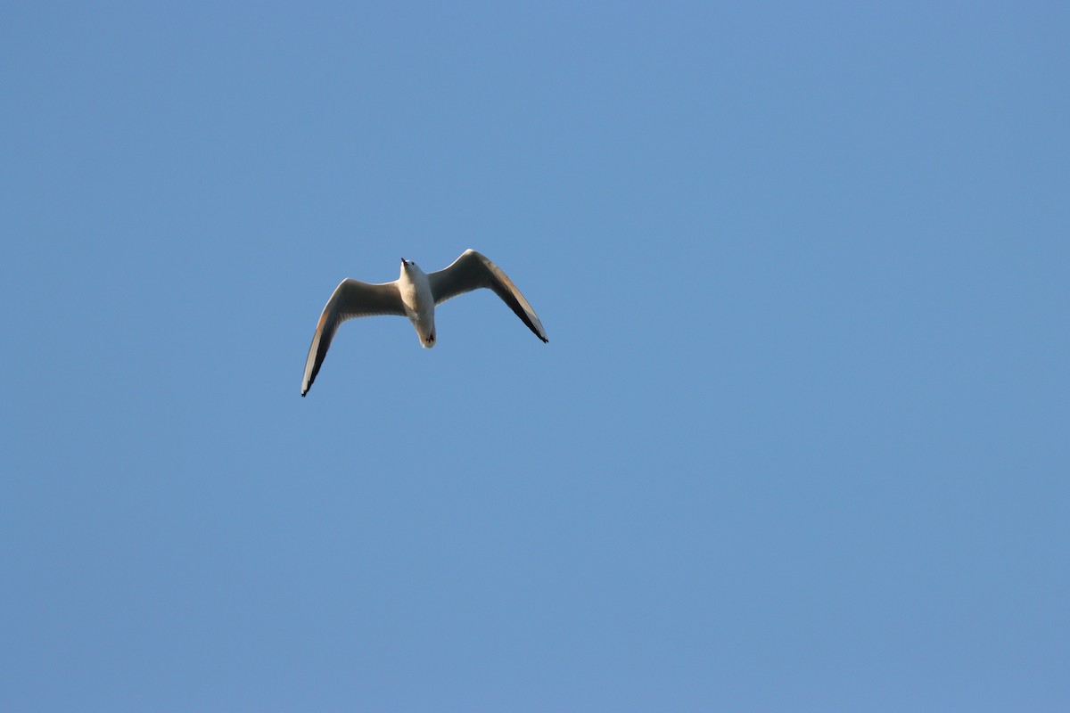 細嘴鷗 - ML645877964