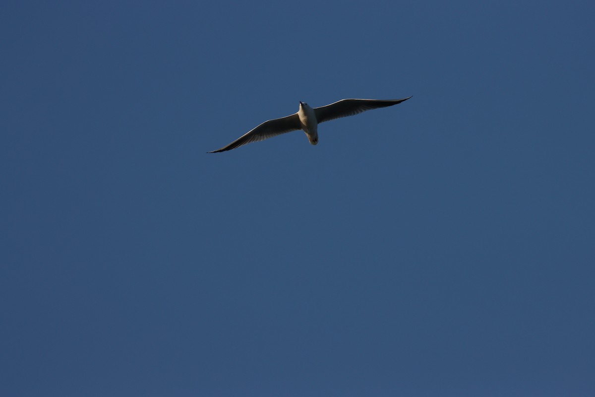 細嘴鷗 - ML645877965