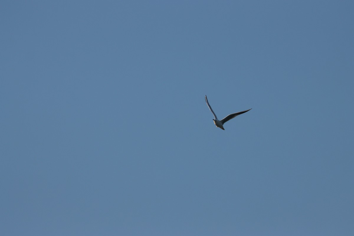 細嘴鷗 - ML645877966