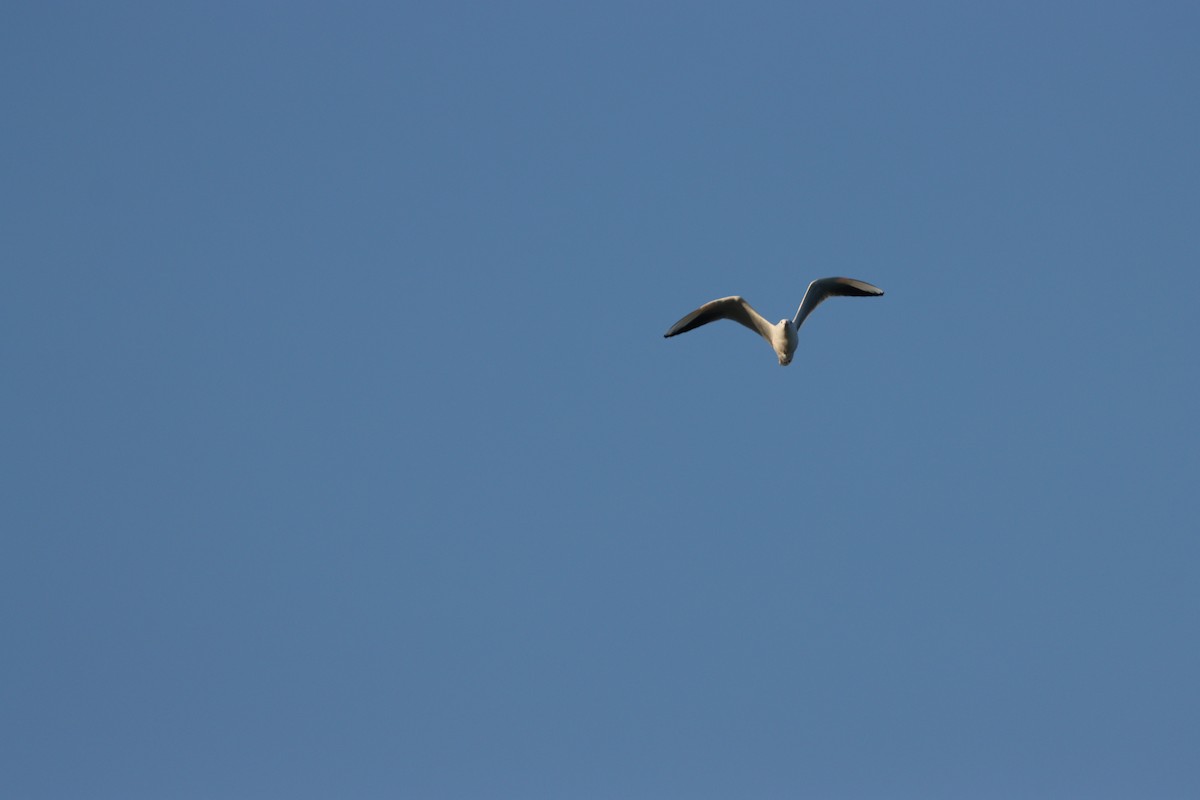 細嘴鷗 - ML645877967