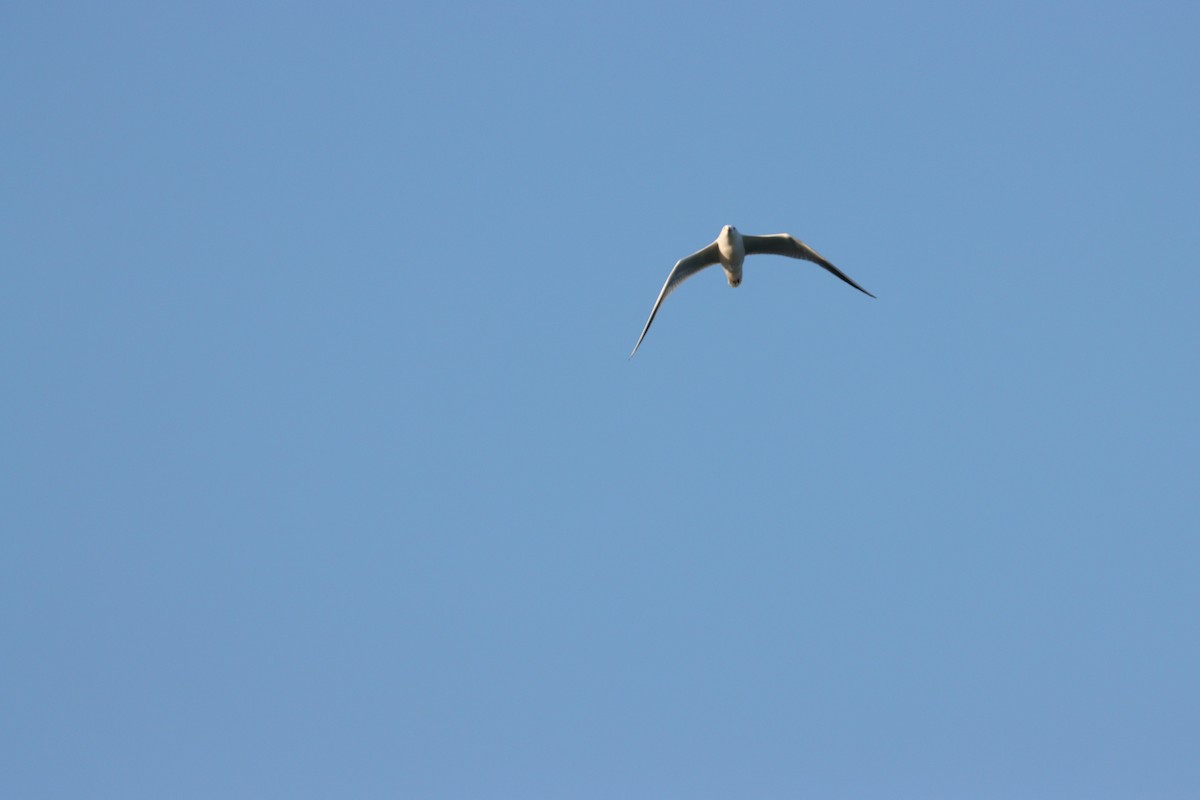 細嘴鷗 - ML645877968