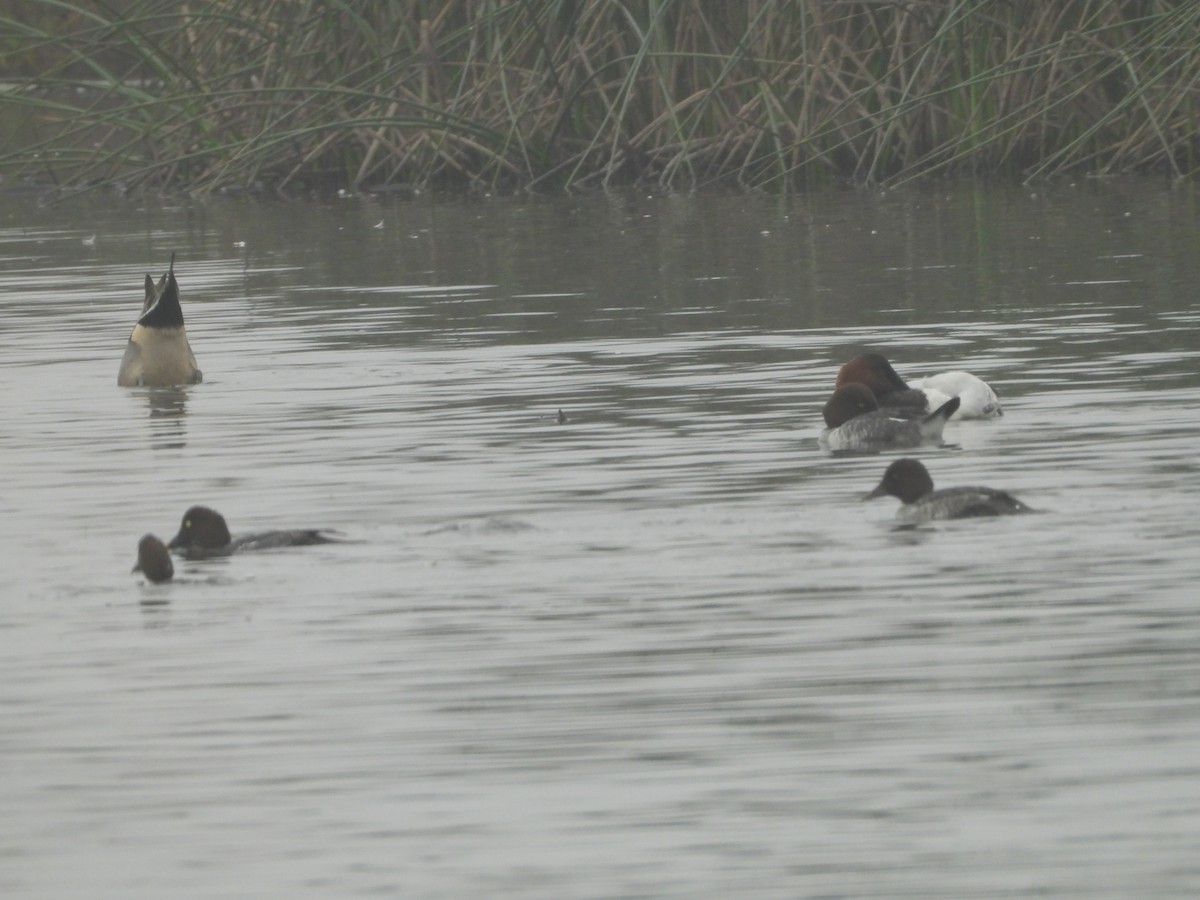 鵲鴨 - ML645877969