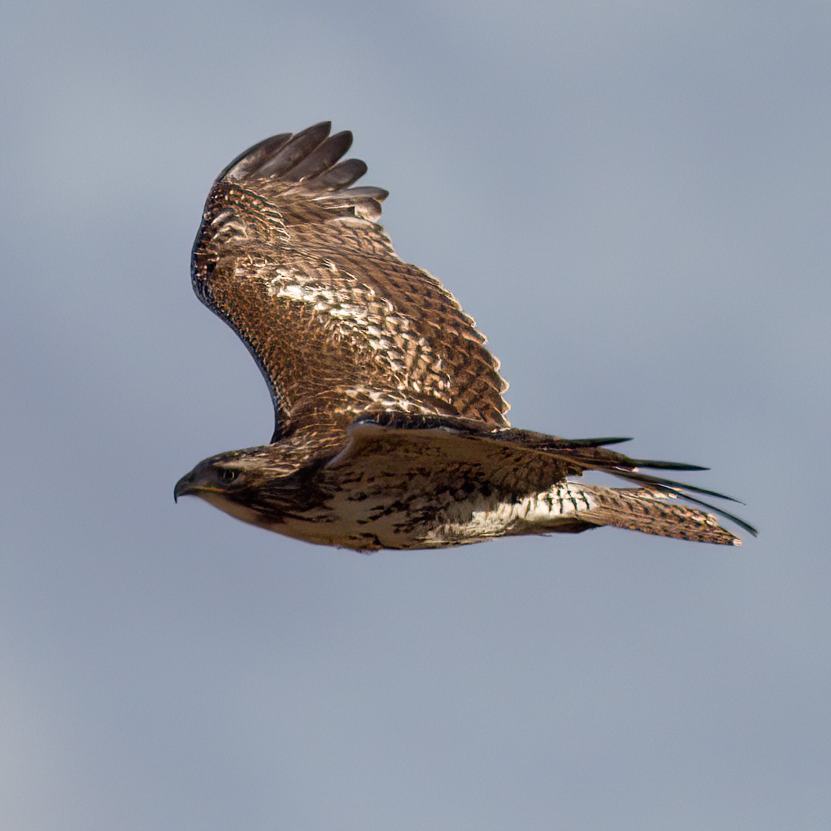 Red-tailed Hawk - ML645877970