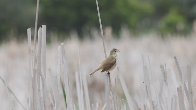 Rousserolle d'Australie - ML645877971