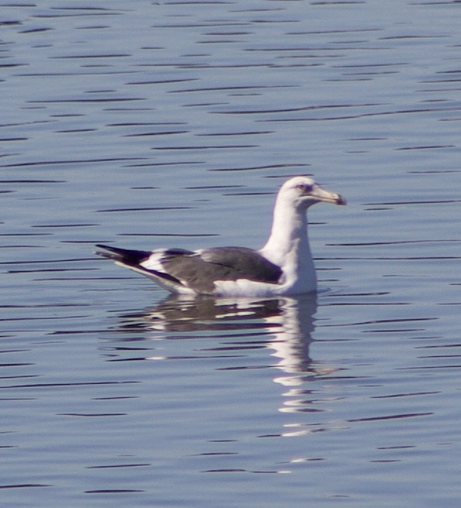 鷗亞科 - ML645877973