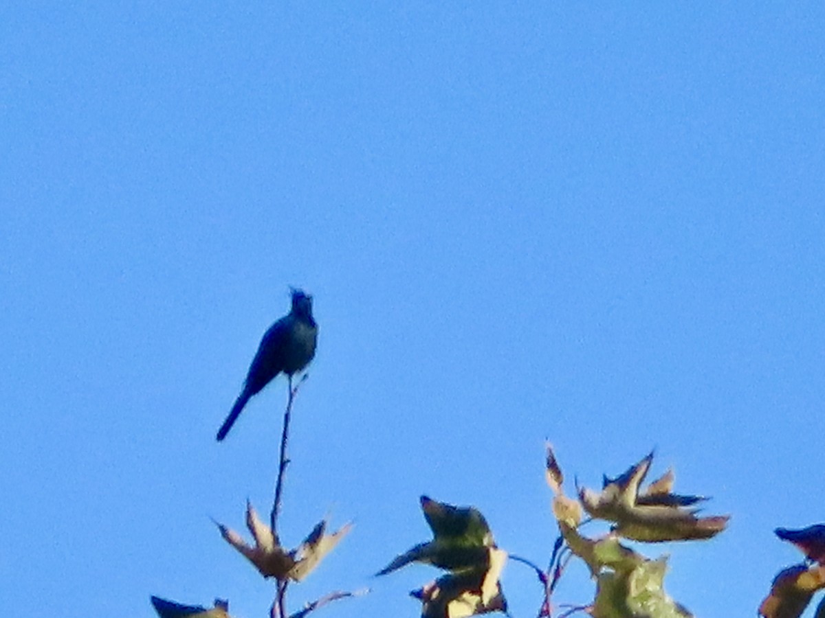 Phainopepla - ML645877975