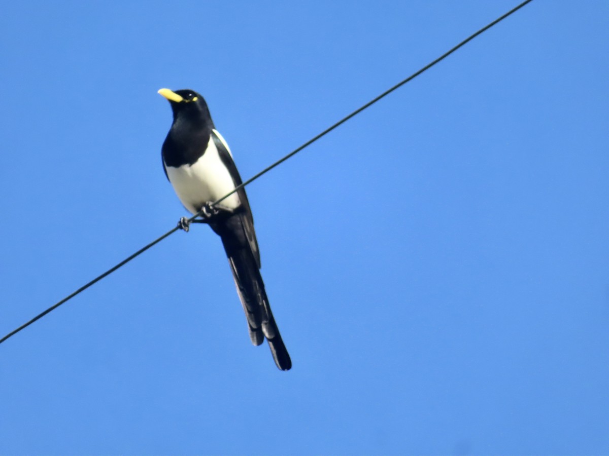 Yellow-billed Magpie - ML645877980