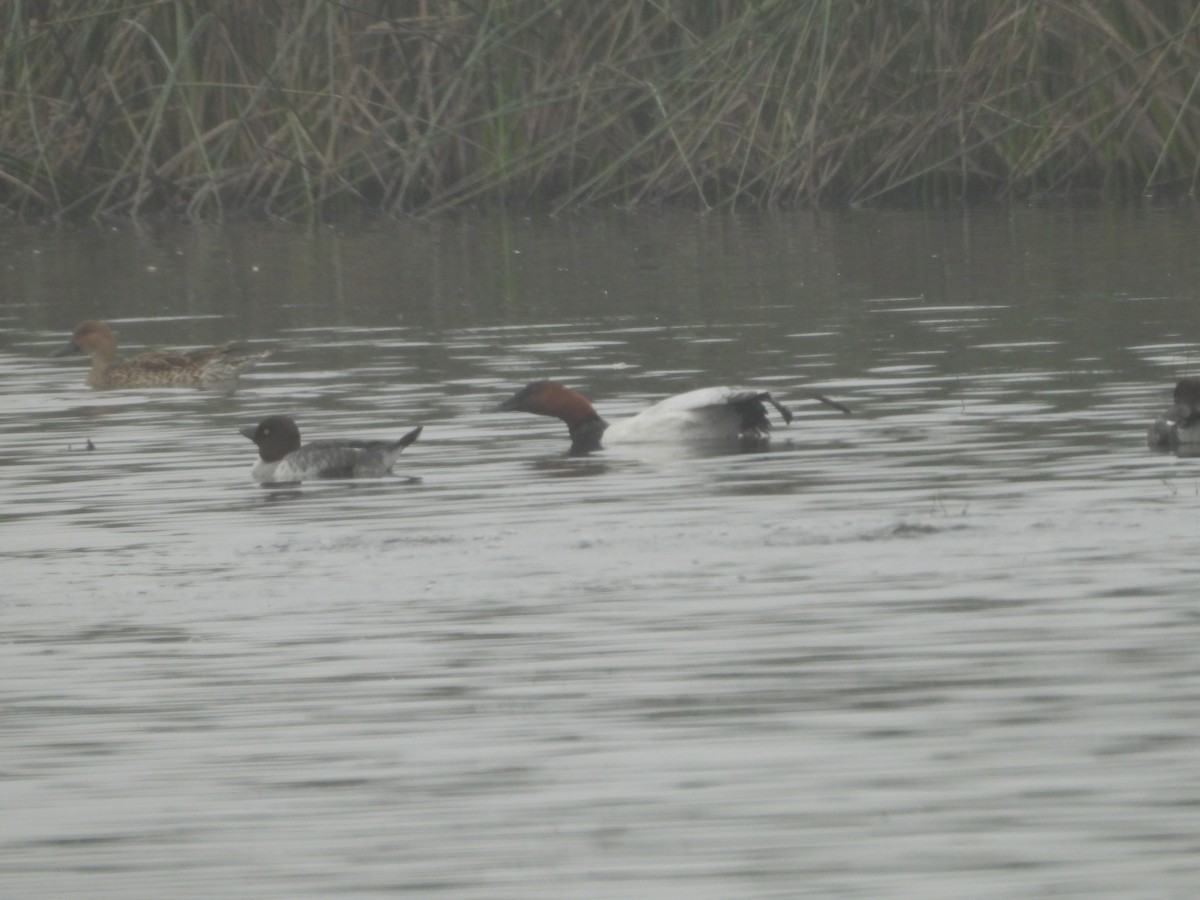 帆背潛鴨 - ML645877981