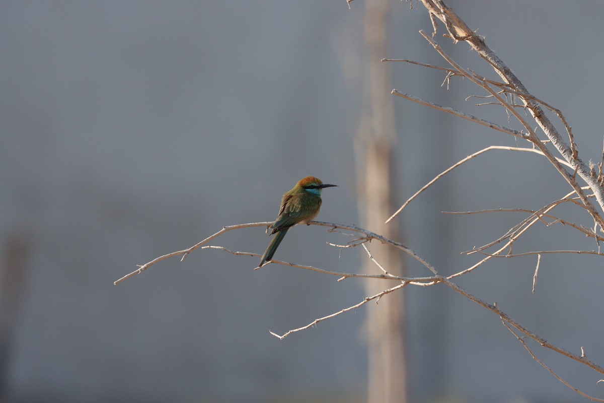 Arabian Green Bee-eater - ML645877998